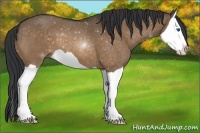 Horse Color:Bay Dun Splash 