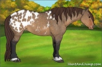 Horse Color:Brown Dun Appaloosa 