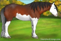 Horse Color:Bay Splash 