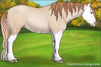 Horse Color:Buckskin Pearl Splash Rabicano
