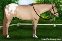 Horse Color:Brown Pearl Appaloosa 