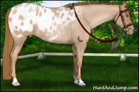 Horse Color:Red Roan Pearl Appaloosa 