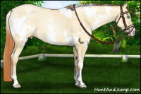 Horse Color:White Spotted Amber Champagne Pearl Dun Sabino