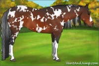 Horse Color:White Spotted Brown 
