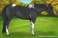 Horse Color:Black Tobiano 
