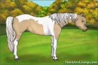 Horse Color:Silver Buckskin Dun Tobiano 