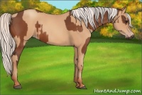 Horse Color:Silver Bay  and Silver Amber Champagne 