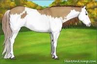 Horse Color:Red Dun Splash  and Red Dun Splash 