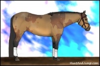 Horse Color:Buckskin and Buckskin