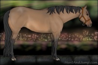 Horse Color:Bay Dun 