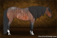Horse Color:Bay Roan  and Bay Roan 
