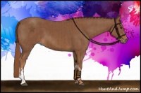 Horse Color:Chestnut  and Chestnut 