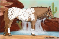 Horse Color:Chestnut Appaloosa 