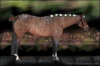 Horse Color:Bay Roan  and Bay Roan Rabicano 
