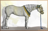 Horse Color:Silver Grullo Chinchilla 