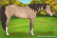 Horse Color:Amber Champagne Rabicano  and Amber Champagne Rabicano 