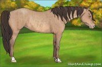 Horse Color:Amber Champagne Rabicano and Amber Champagne Rabicano