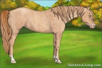 Horse Color:Gold Champagne Rabicano  and Gold Champagne Rabicano 