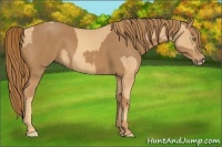 Horse Color:Gold Champagne Rabicano  and Chestnut Rabicano 