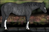Horse Color:Black  and Black Rabicano 