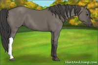 Horse Color:Smoky Grullo