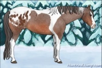 Horse Color:Bay Splash Tobiano Appaloosa 