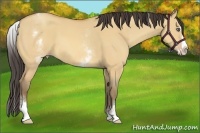 Horse Color:White Spotted Amber Champagne Dun Splash 