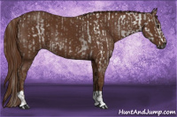 Horse Color:Gray Chestnut  and Gray Chestnut 