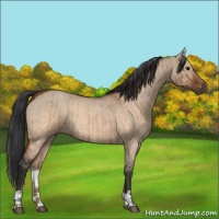 Horse Color:Brown Roan Dun  and Brown Roan Dun 