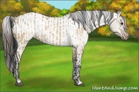 Horse Color:Brown Roan Dun and Brown Roan Dun Appaloosa