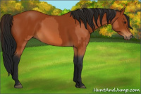 Horse Color:Bay  and Gray Bay 