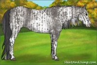 Horse Color:Grullo and White Spotted Grullo