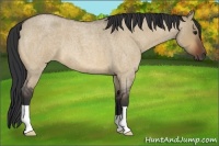 Horse Color:Bay Roan Dun