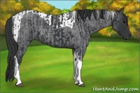 Horse Color:Black Tobiano and Blue Roan Tobiano