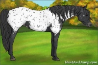 Horse Color:Black Appaloosa 