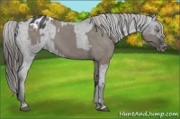 Horse Color:Grullo Appaloosa and Black Appaloosa