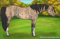 Horse Color:Grullo Rabicano and Bay Dun Rabicano