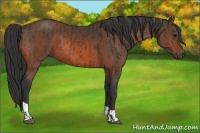 Horse Color:Brown and Bay