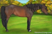 Horse Color:Brown 