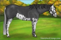 Horse Color:Blue Roan  and Blue Roan Splash 