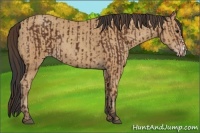 Horse Color:Bay  and Amber Champagne 