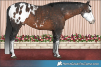 Horse Color:Brown Sabino Splash Appaloosa 