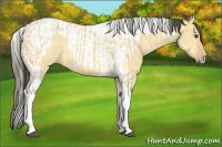 Horse Color:Buckskin Dun Tobiano  and Amber Cream Champagne Dun Tobiano 