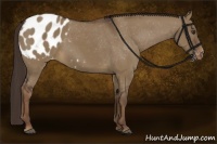 Horse Color:Liver Red Dun Appaloosa