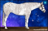 Horse Color:Bay Sabino and Bay Sabino Varnish