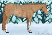 Horse Color:Chestnut  and Chestnut Rabicano 