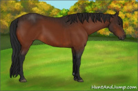 Horse Color:Bay  and Gray Bay 