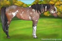 Horse Color:White Spotted Brown 