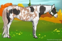 Horse Color:Liver Chestnut  and Gold Champagne Appaloosa 