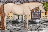 Horse Color:Buckskin Pearl Rabicano 